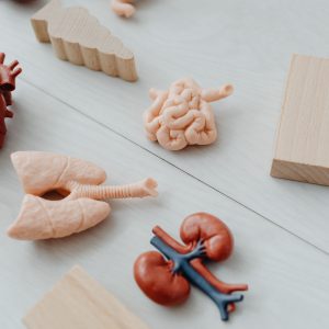 Understanding Kidney Stone Support the Natural Way